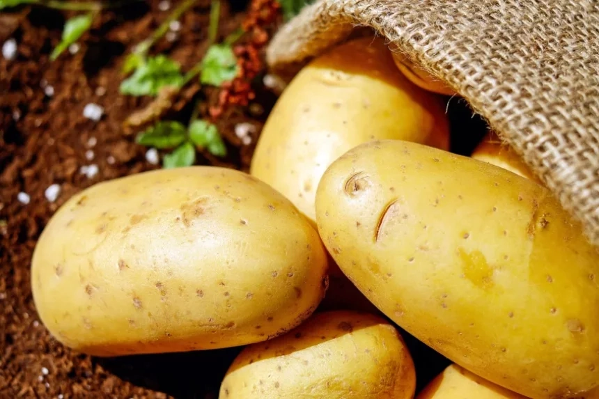 Receta de Sepia al ajillo con patatas