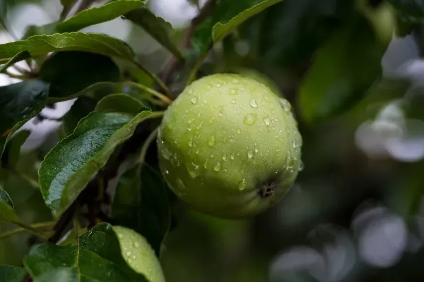 Recipe of Drink with green apple