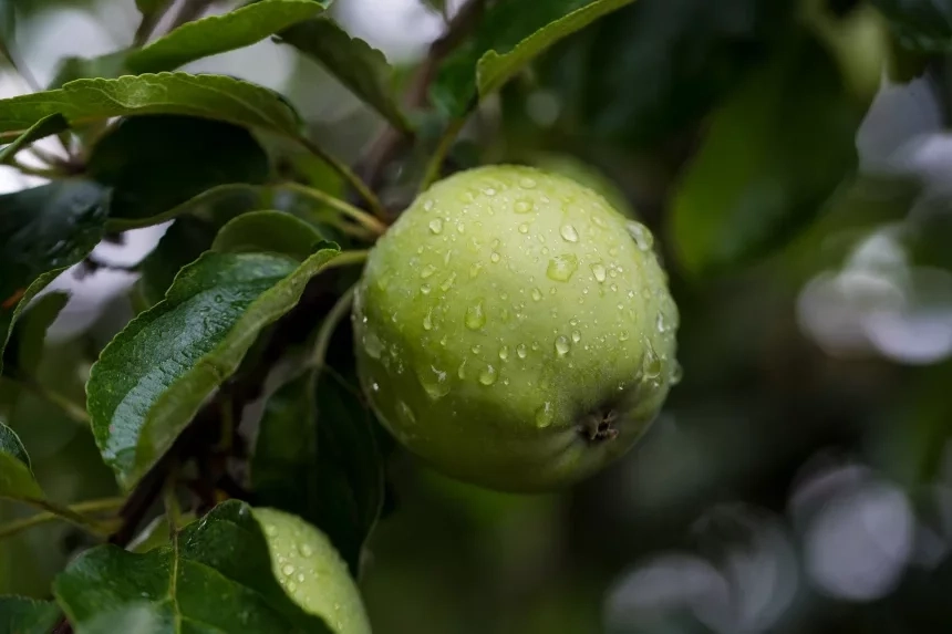 Recipe of Drink with green apple