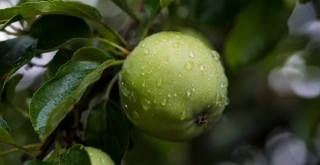 Receta de Trago con manzana verde