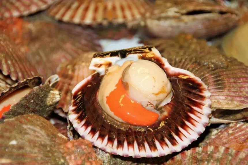 Recipe of Scallops with garlic cream